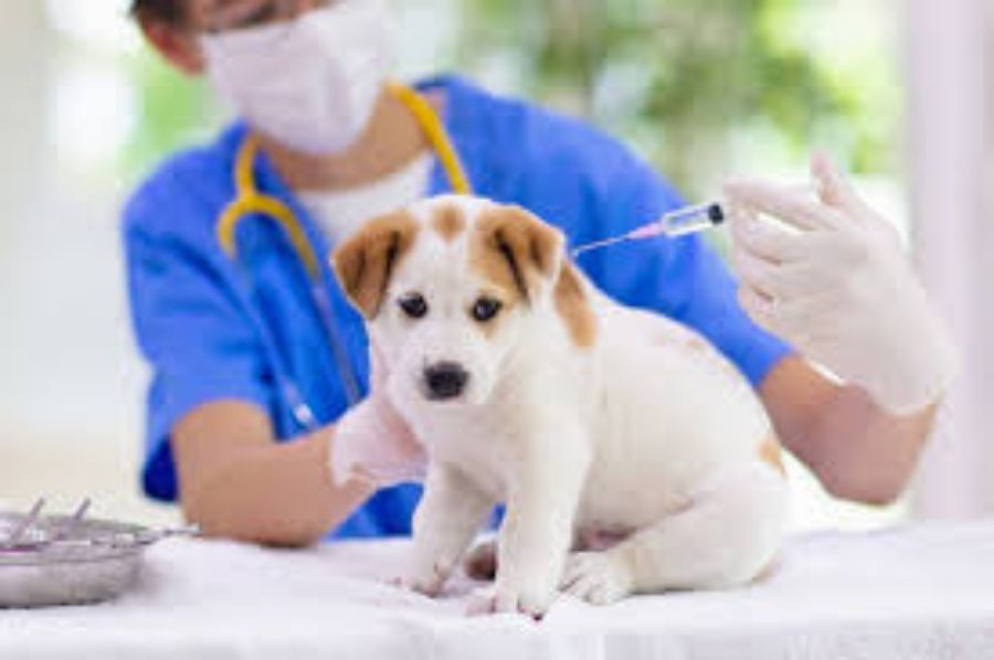 Sự Kiện Tiêm Ngừa Thú Cưng